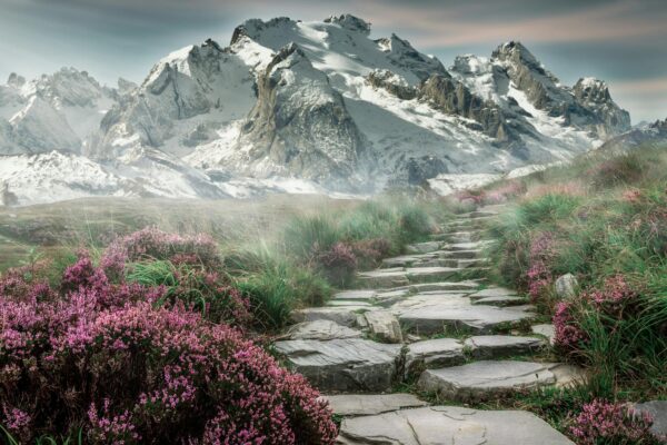 rock in between grass and flower