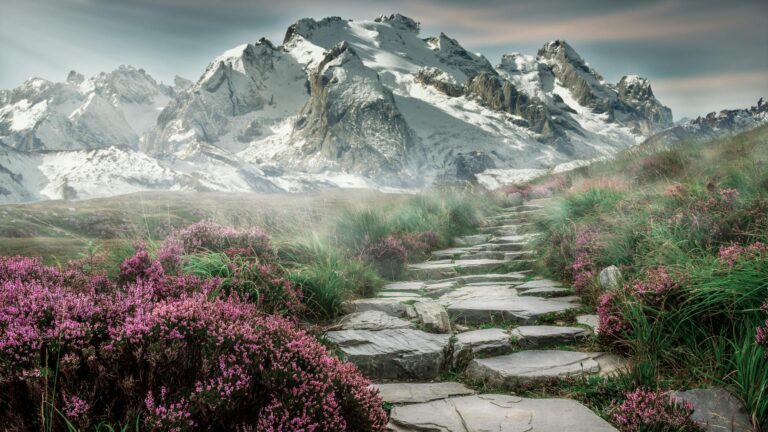 rock in between grass and flower
